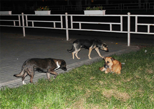 Не ходите девочки вечером одни…