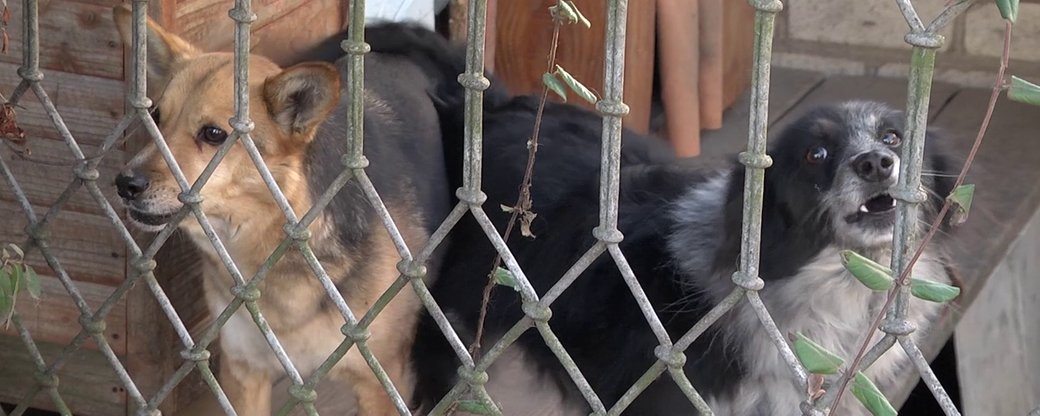 Херсон, салюти, собаки