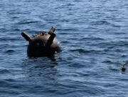 Розмінування Чорного моря починається зараз