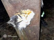У Херсоні рятувальники визволили кота, який застряг у трубі