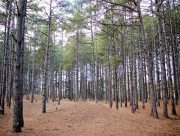 На Херсонщині рукотворний ліс незаконно віддали у приватні руки