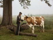У Херсонській області пастух вбив колегу через те, що корови зайшли в чуже поле