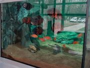 У Херсонському університеті зібрали хижих риб