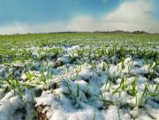 Урожай у Херсонській області під загрозою знищення