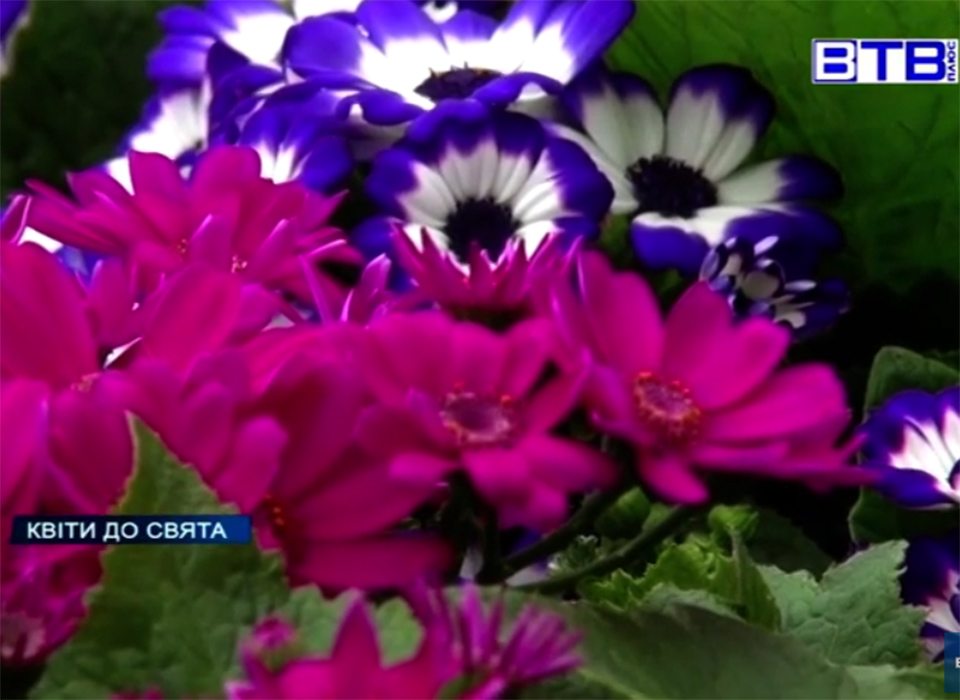 свято, весна, жінки