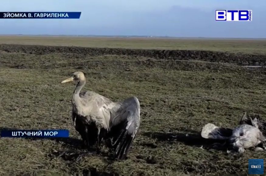 мор, птиця, Асканія-Нова