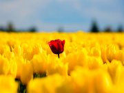 Зі святом жіночим, ніжним, чудовим