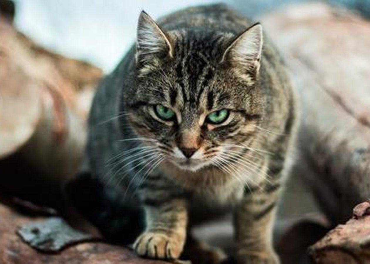 кот, вопрос, мерія