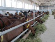 На Херсонщине с козьей фермы вновь поступает сыр и масло