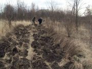 На Херсонщине продолжают высаживать молодой лес