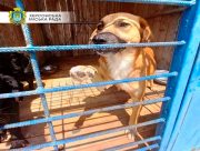 У Херсонському Гідропарку тварин не покинули на призволяще