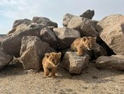 На Херсонщине люди спасли африканских львят