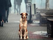 Херсонці можуть допомогти вуличним тваринам