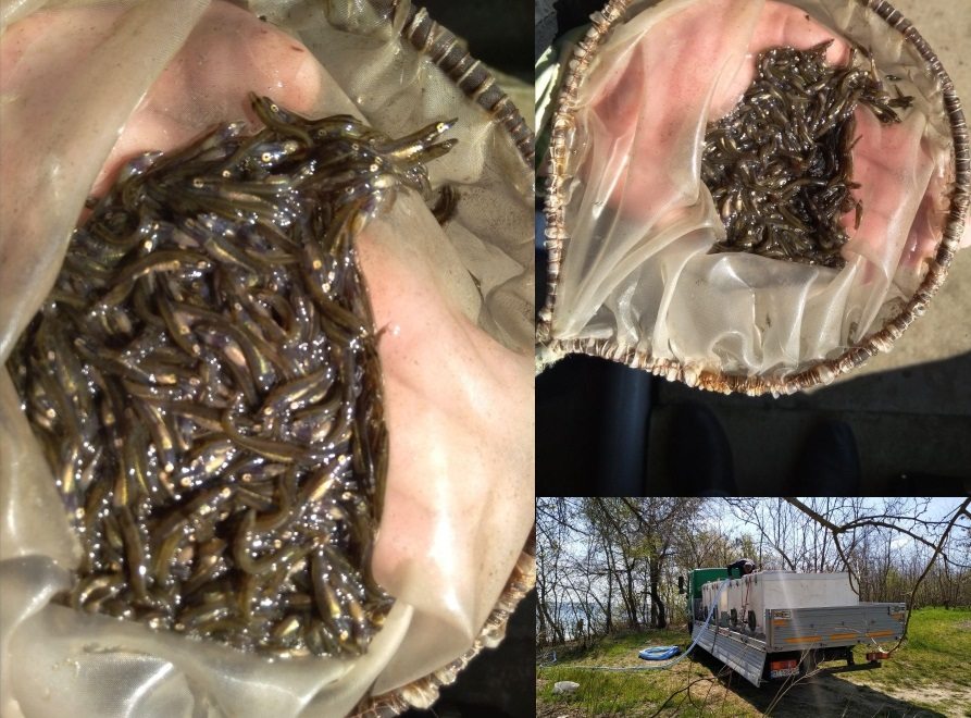 риба, мальки, зариблення, каховка, водосховище