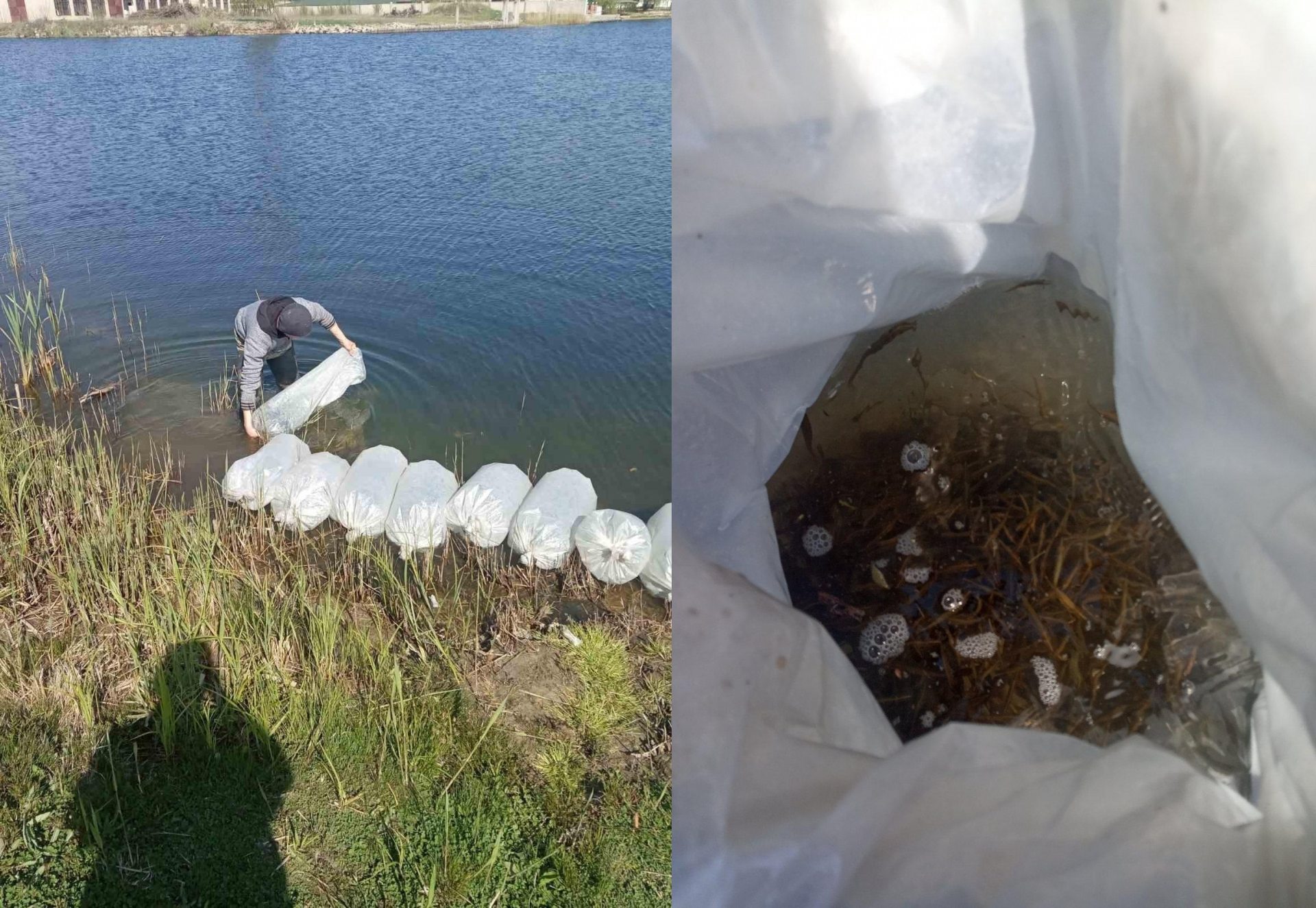 мальки, зариблення, дніпро, гола пристань, щука