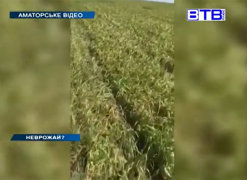 неврожай, зерно, загибель