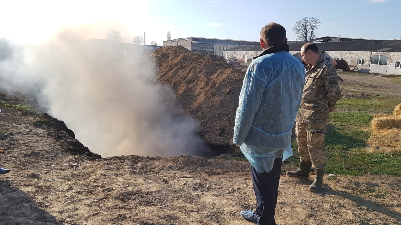 чума, свині. каховка