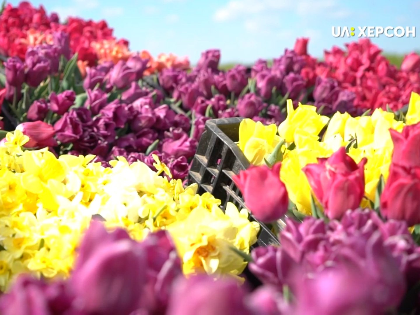 медики, квіти, подарунок