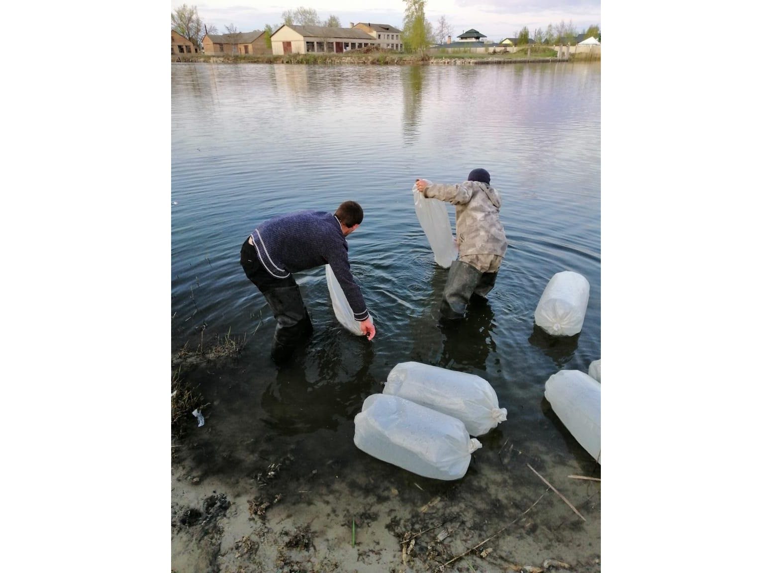 рибна молодь, зариблення, нібулон, дніпро