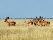 Заповідник на Херсонщині отримує допомогу від меценатів