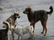 В Херсоне возросла угроза нападений бродячих собак