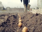 У Скадовському районі Херсонщини фермери почали висадку овочів