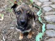 У Херсоні волонтери у часи війни рятують життя тваринам