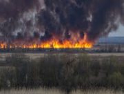 В Херсоні горять плавні. Як це впливає на флору та фауну Херсонської області