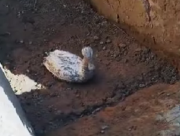 На Херсонщині прикордонники врятували лебедя, який заблукав (ВІДЕО)