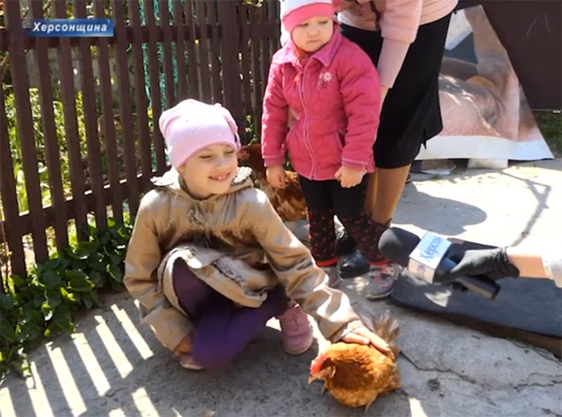 кури, розсада, відео