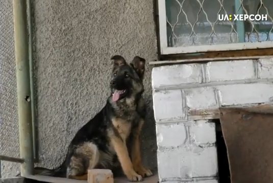 водоканал, собака, видео