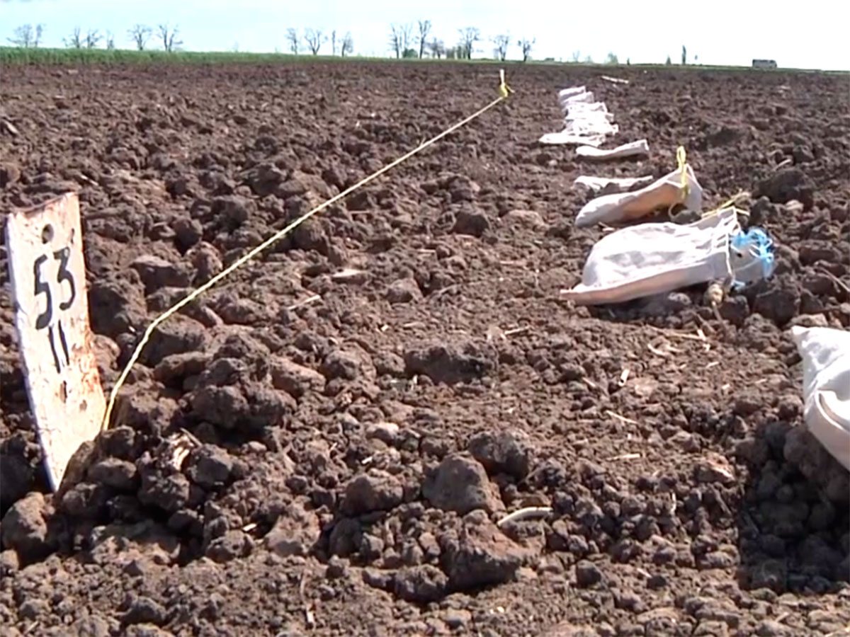 Херсонщина, вирощення, бавовник