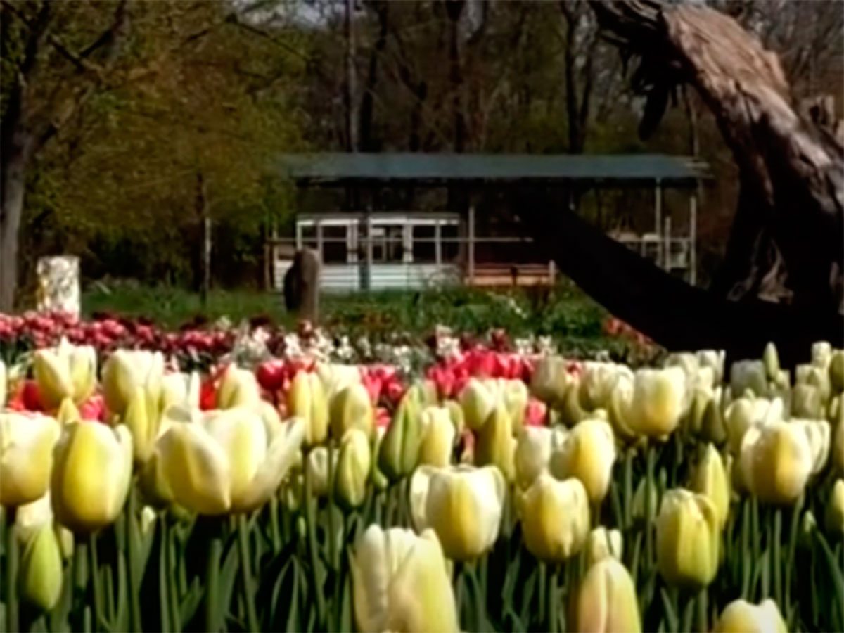 Херсон, відео, тюльпани