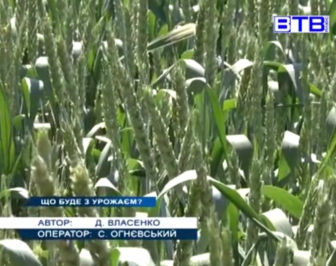 посіви, зернові, гинуть