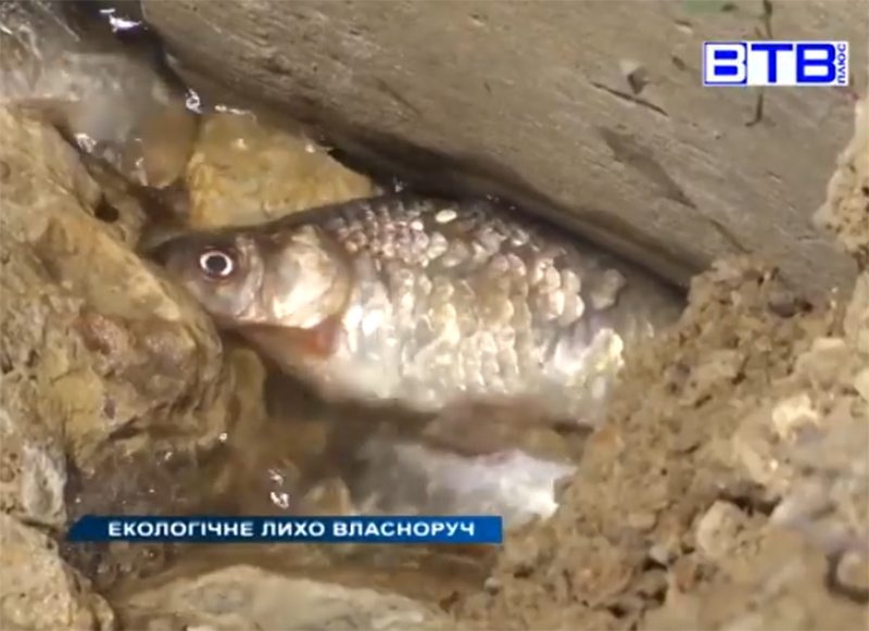 лихо, риба, дамба