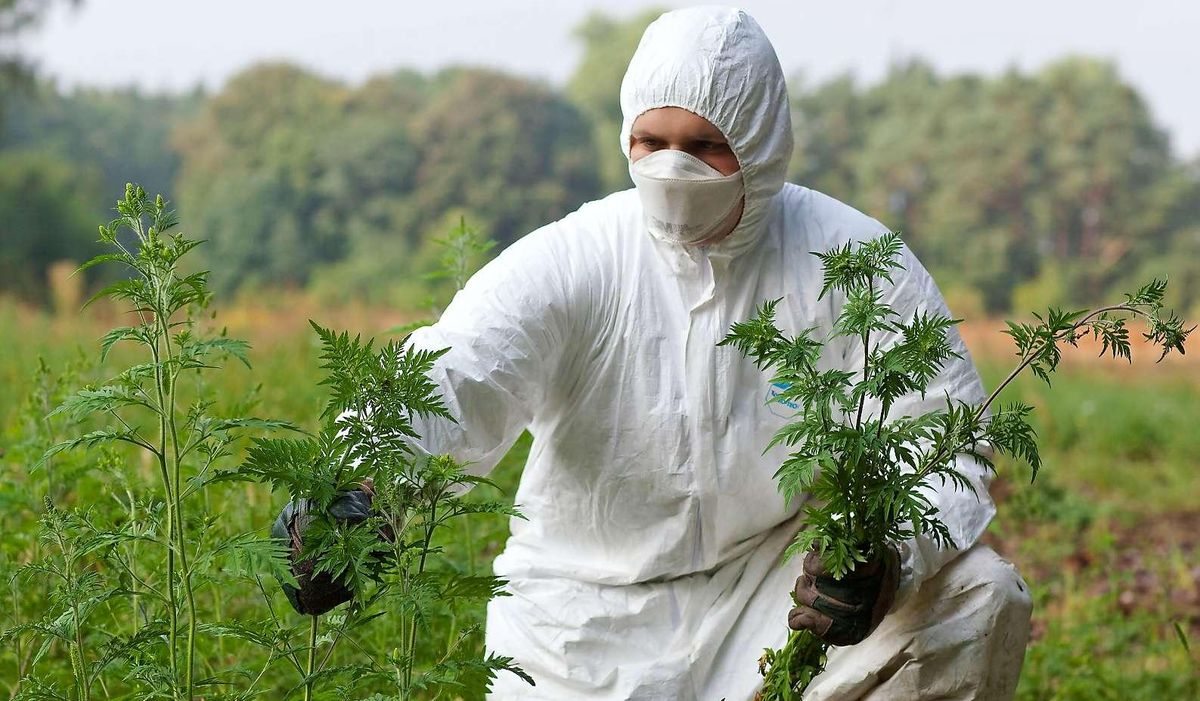 амброзия, прорамма, госпродпотребслужба