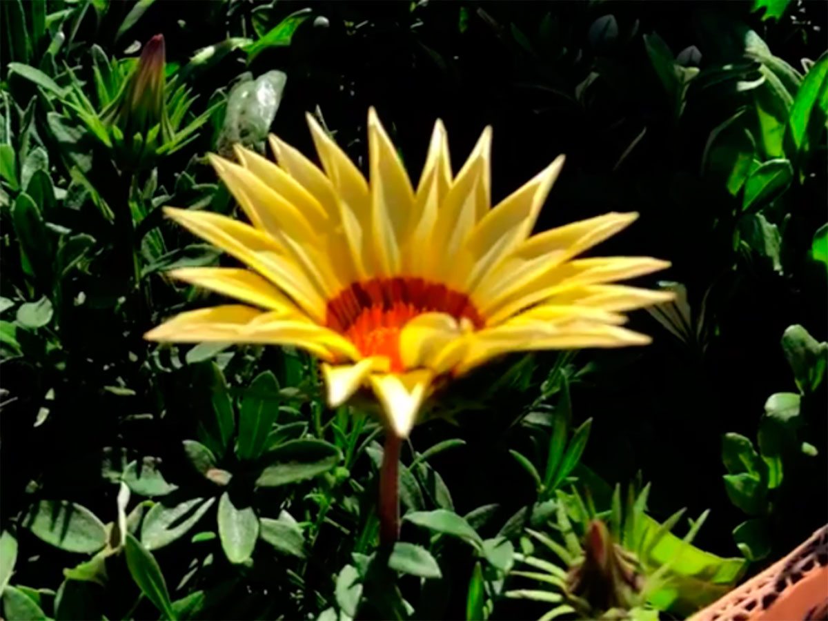 Херсон, відео, рослини