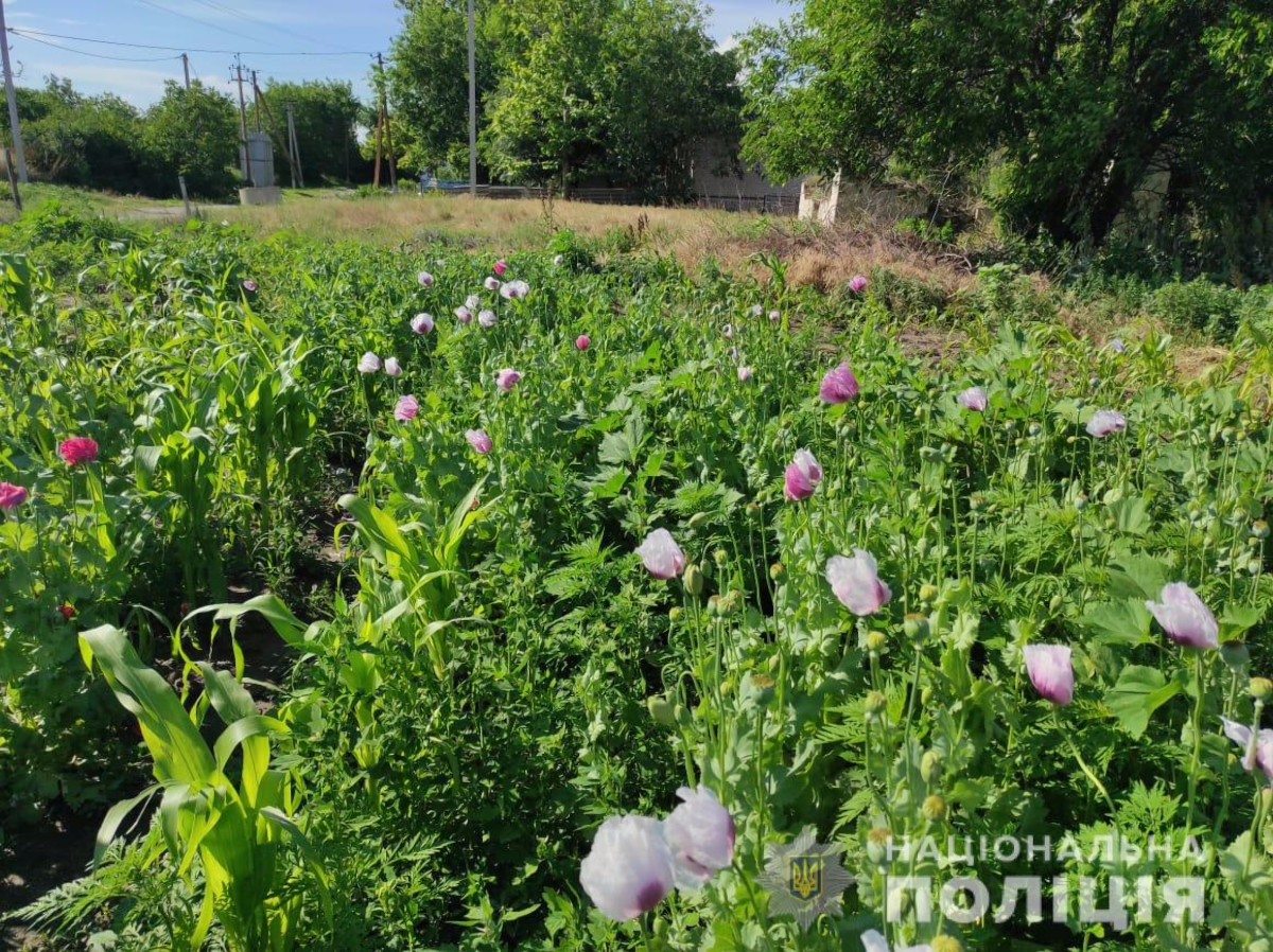 снотворный мак,Херсон,наркотики