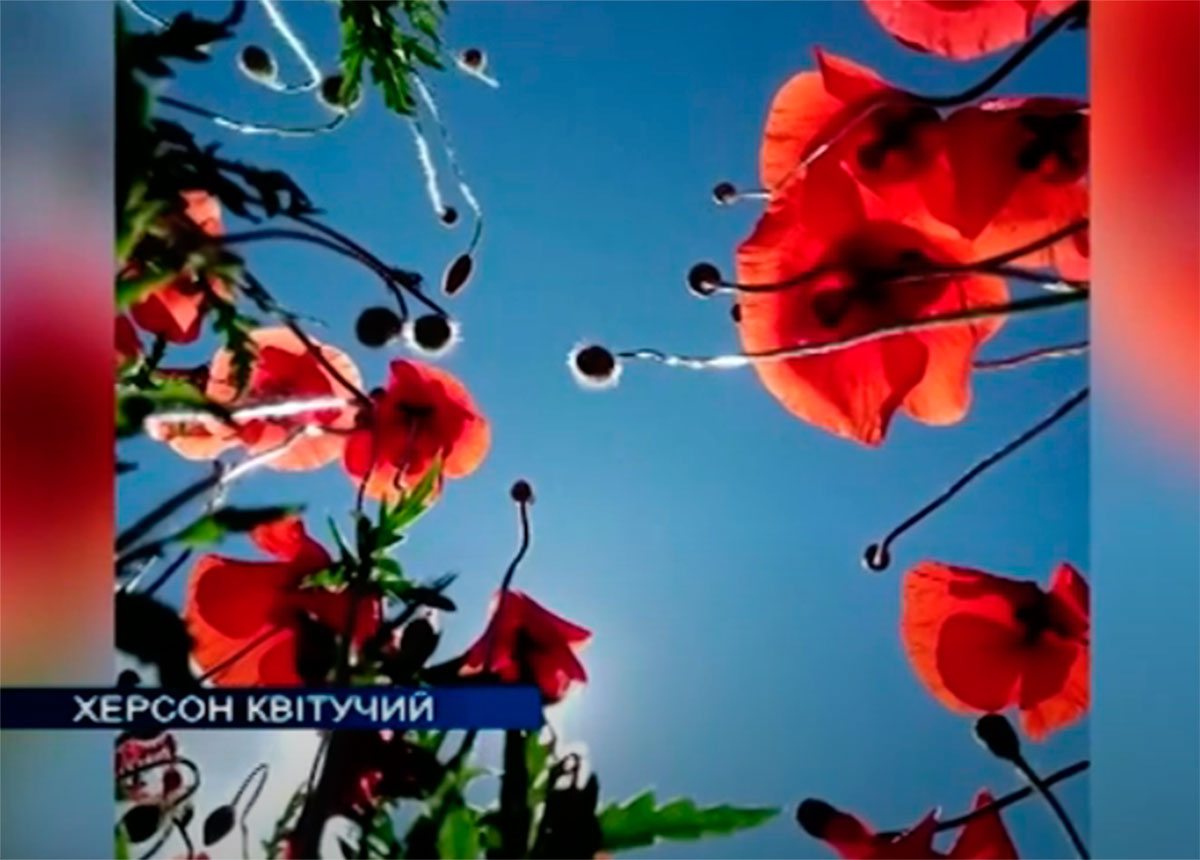 Херсон, відео, квіти