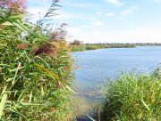 "Білий смуток" озера та річки на Херсонщині