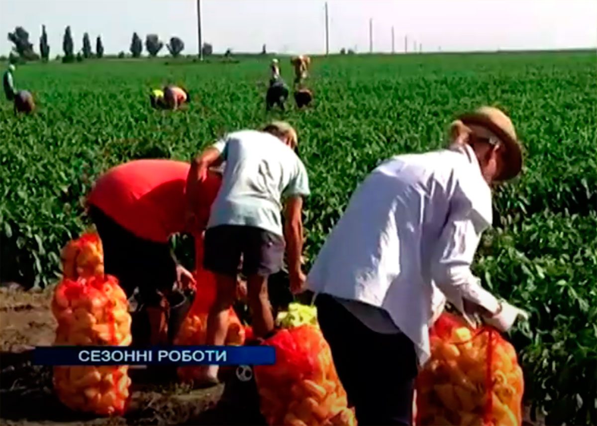 Херсонщина, відео, роботи