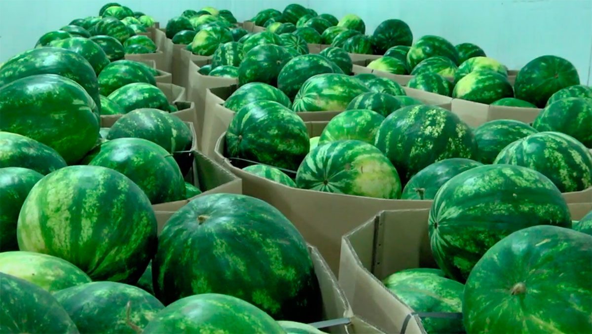 Херсонщина, відео, кавуни