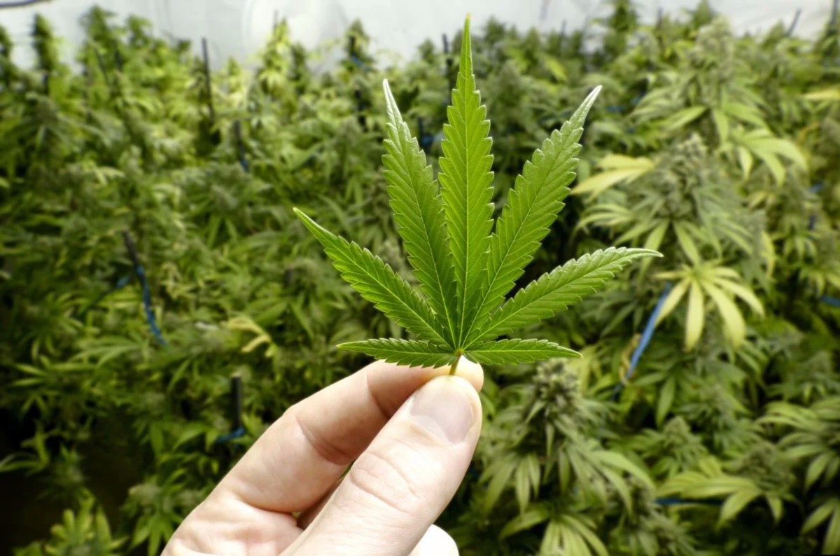 Олешки,конопля,суд