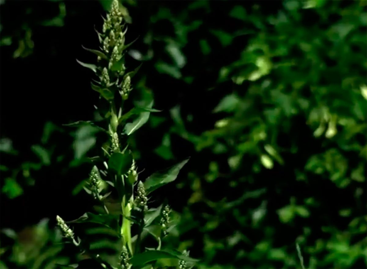 Херсон, відео, амброзія