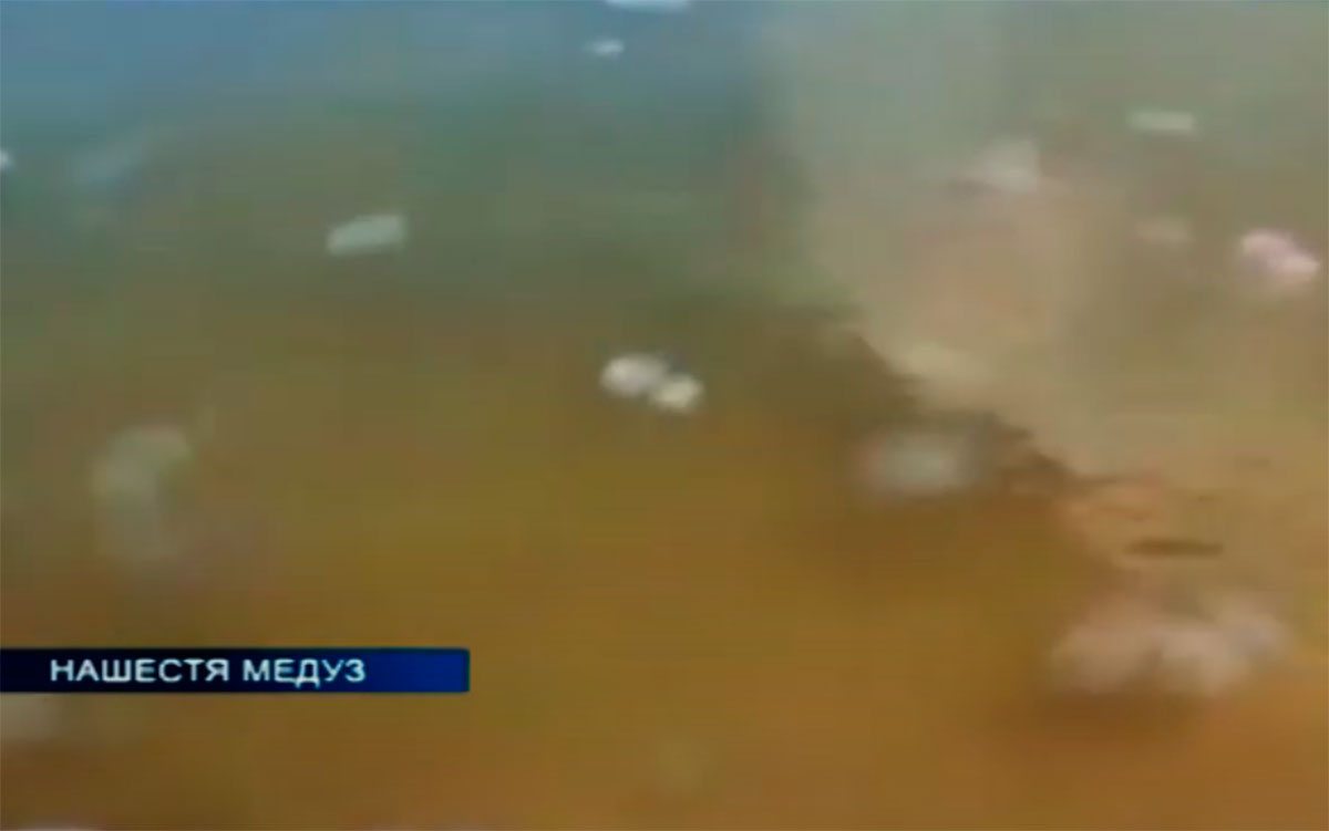 Геническ, видео, медузы