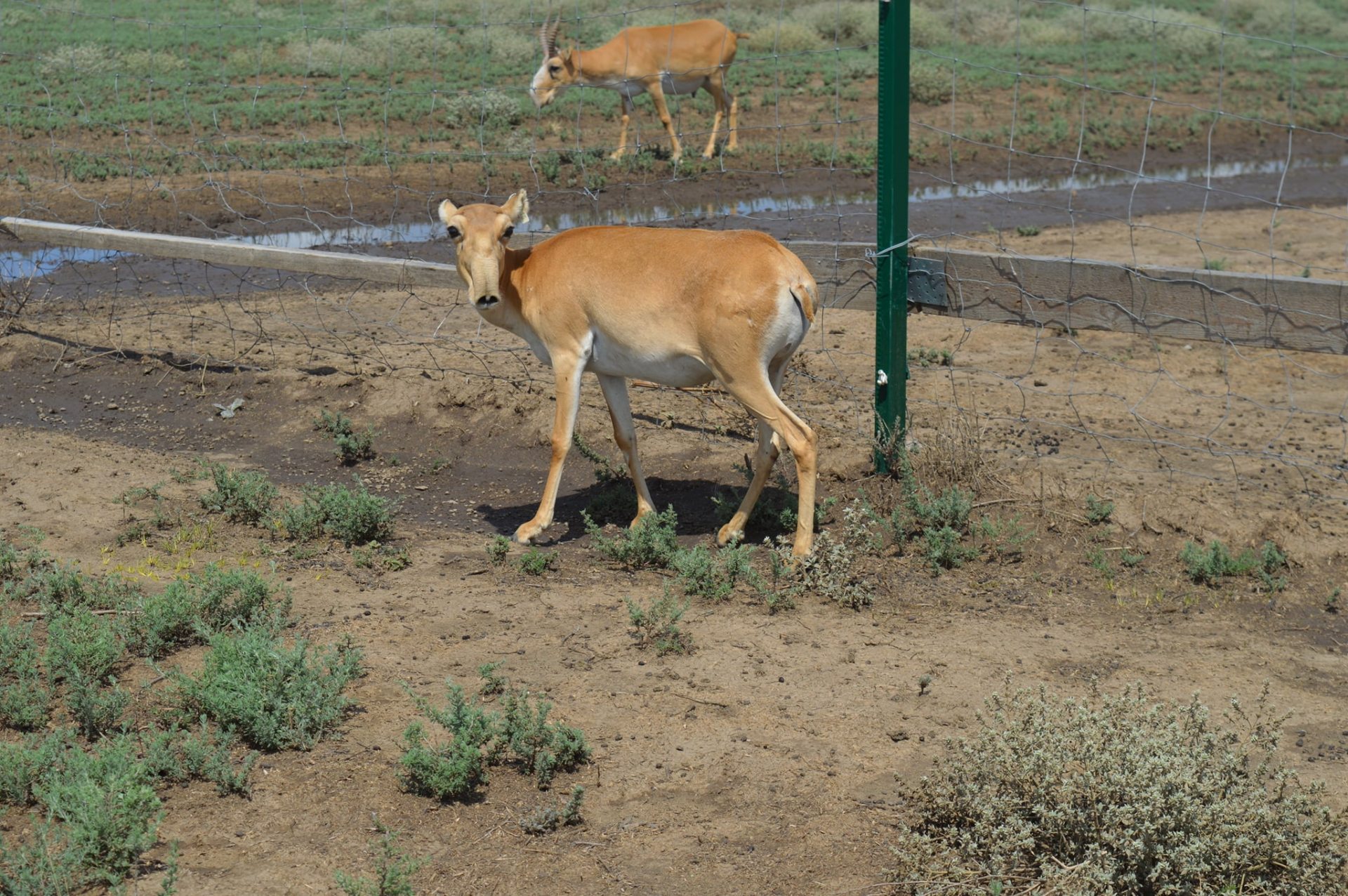 сайгаки, мамонти