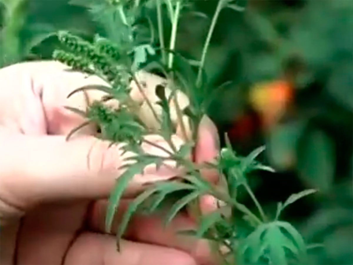 Херсон, відео, амброзія