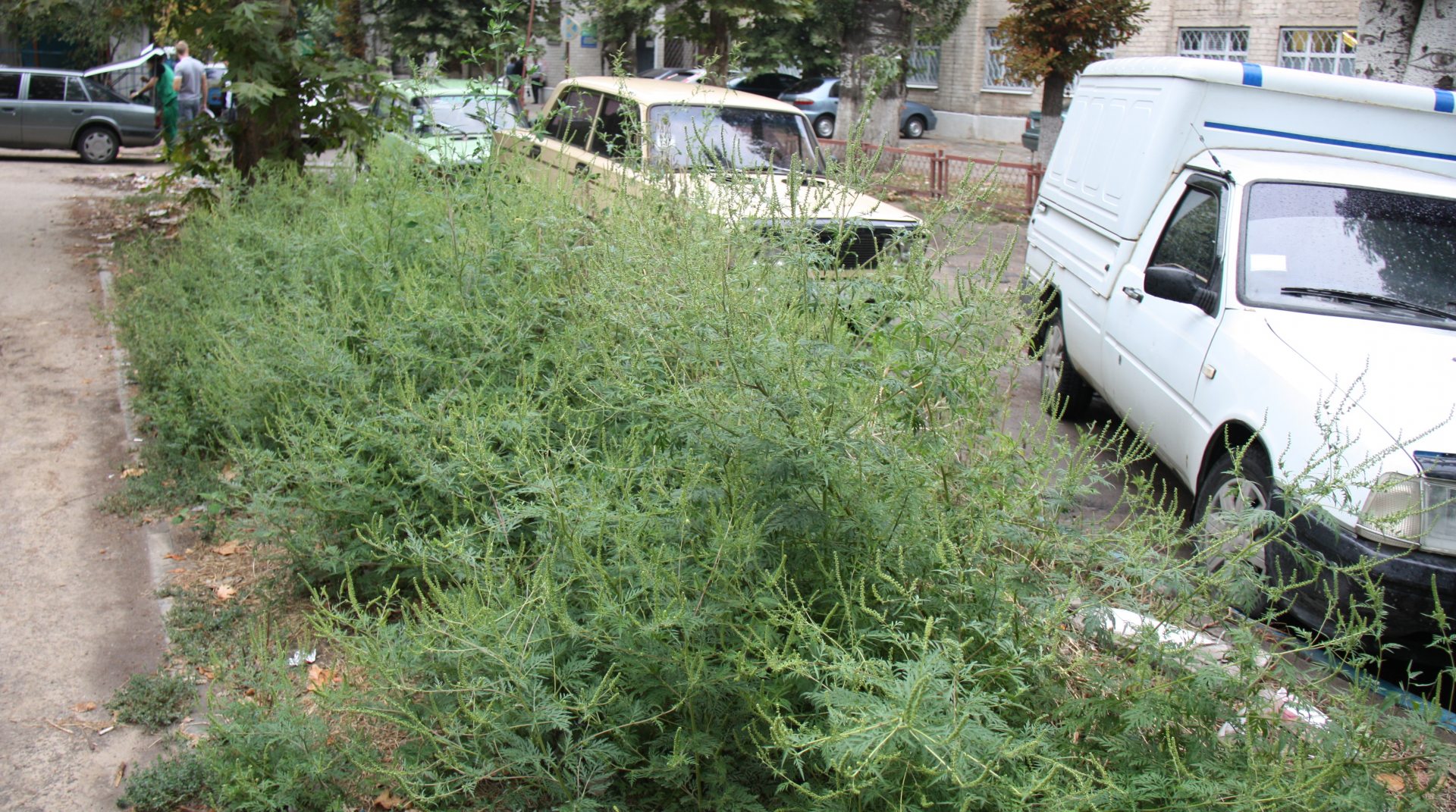 амброзия, покос, гербициды