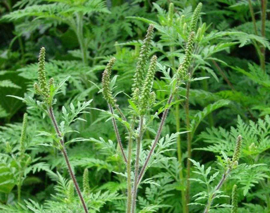 алергія, амброзія, міська влада