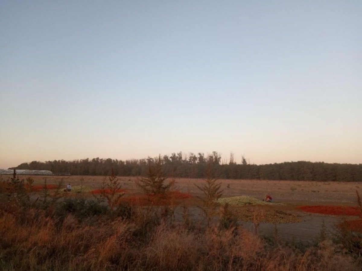 томаты, завод, жмых, помидоры